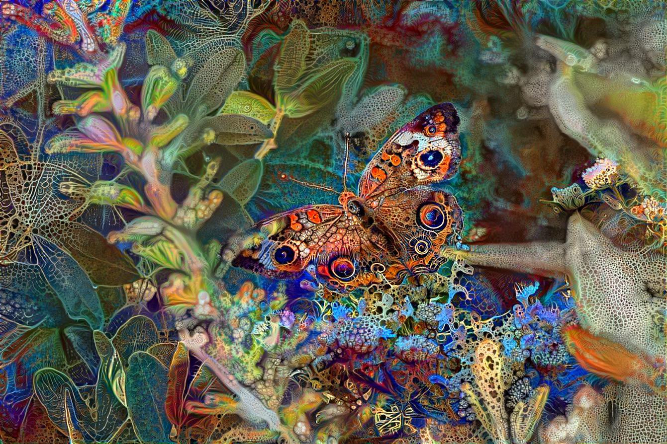 Buckeye Butterfly 