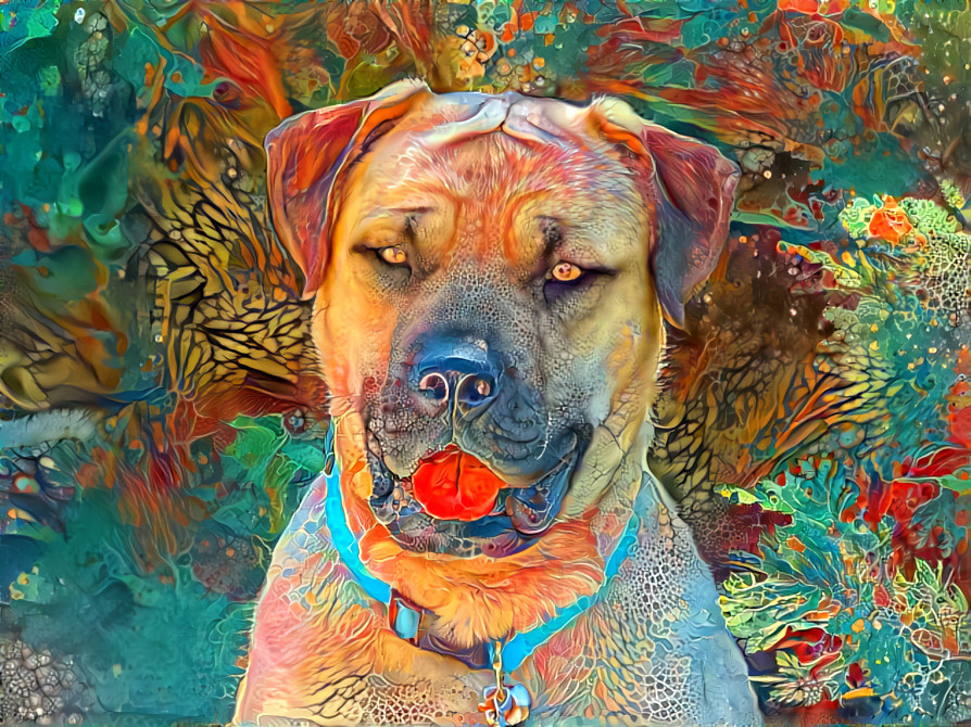 Miles the Mastiff