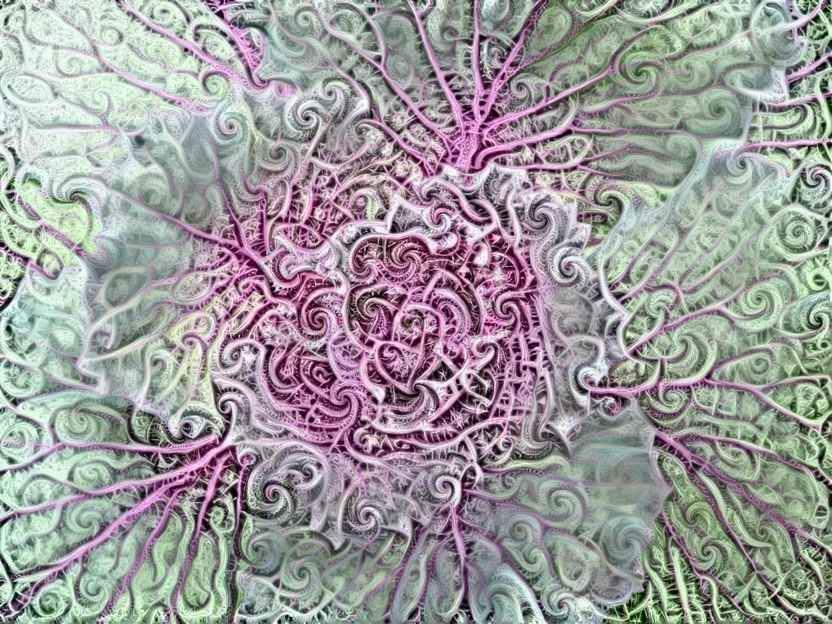 Cabbage