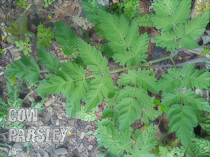 Cow Parsley