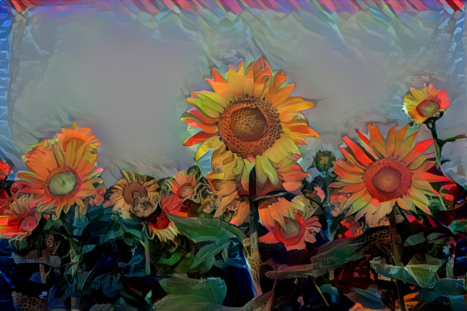 Colorful Sunflowers 