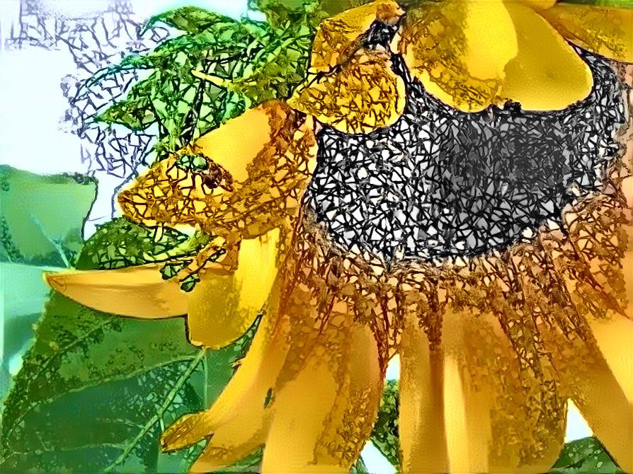 Sunflower Under Stress