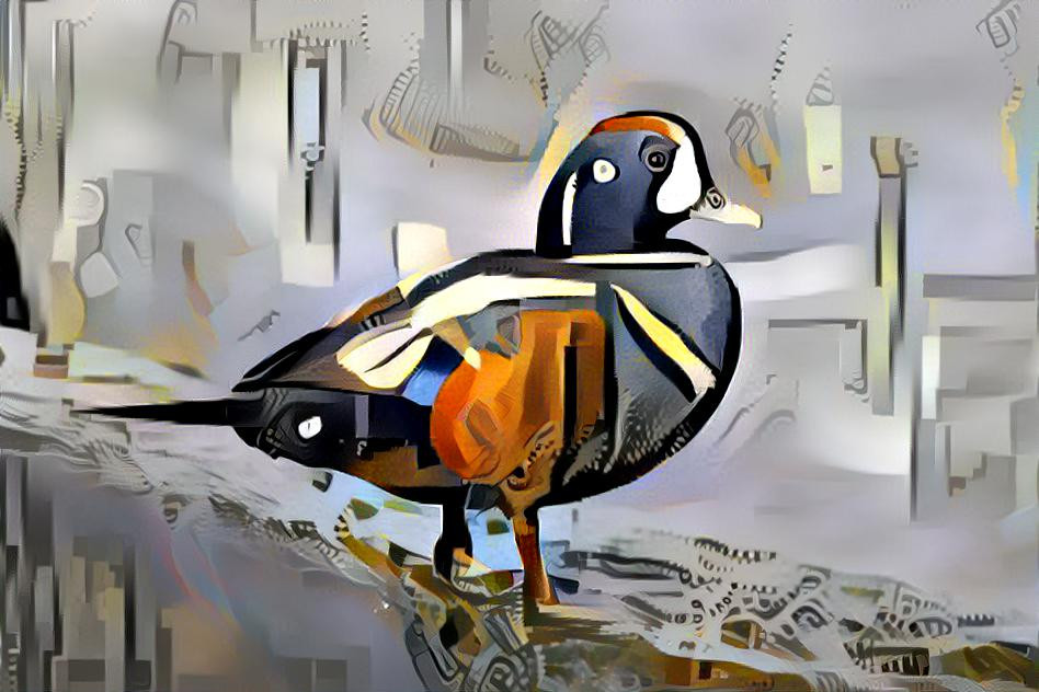 Harlequin duck