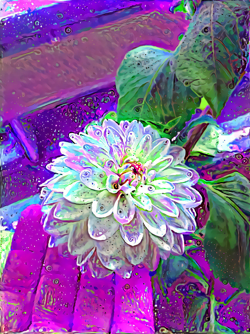 Rainbow Dahlia