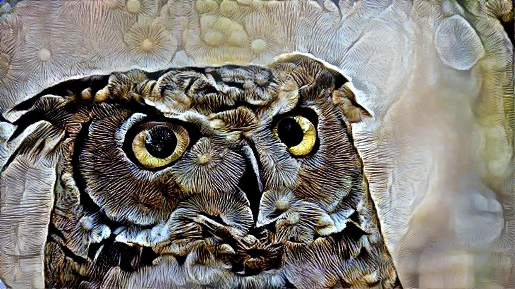 Owl