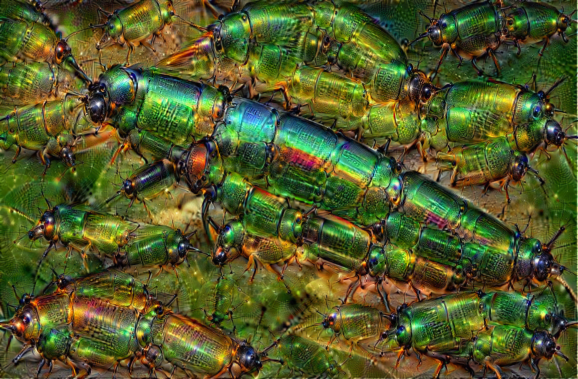 Jewel Beetle