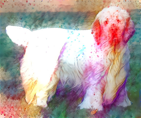 Clumber spaniel