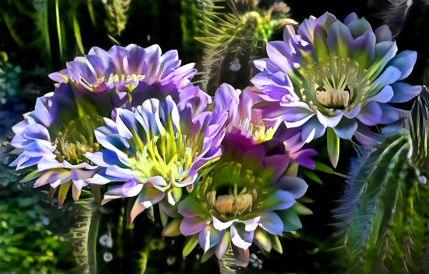 Cactus & Agapanthus mix