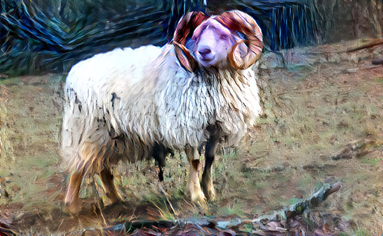 Friendly Ram