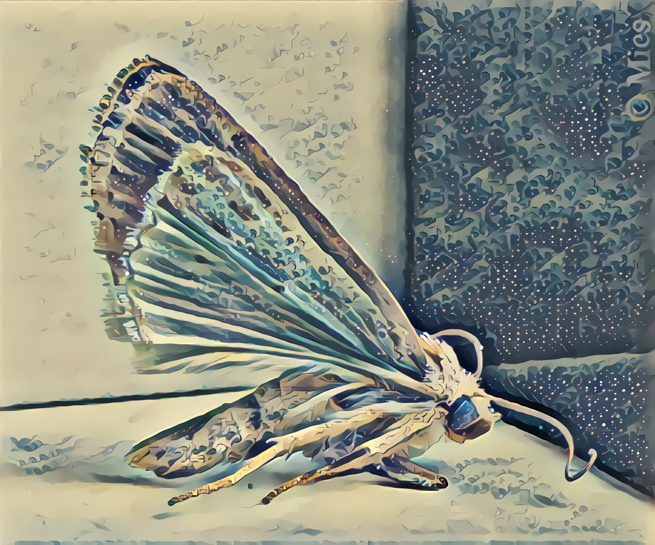 A tiny little Moth, Macro photo