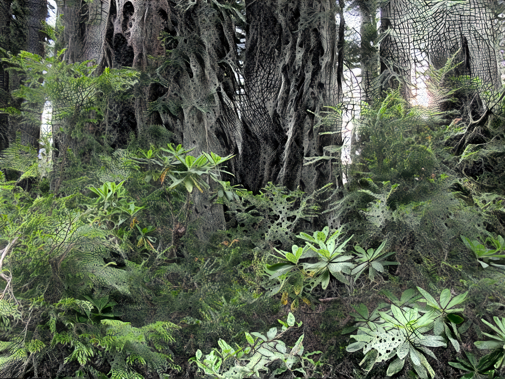 California Redwoods