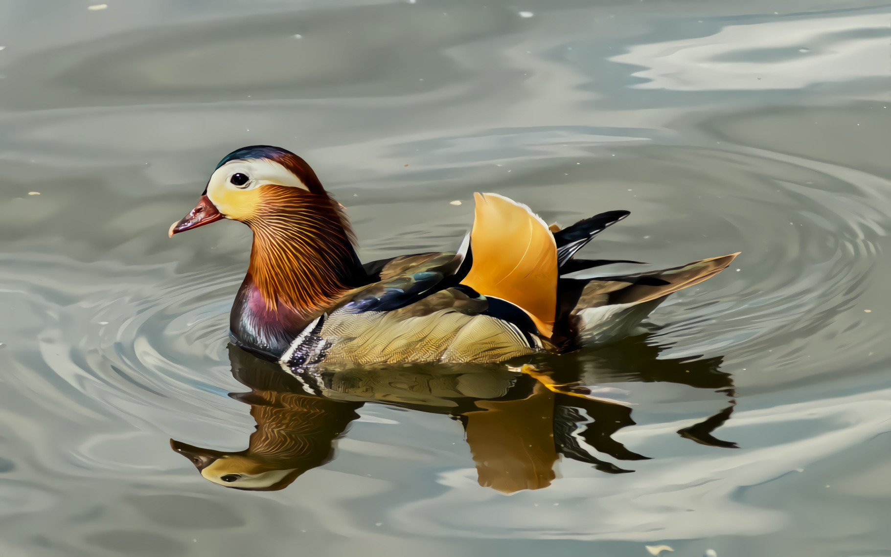 Mandarin Duck