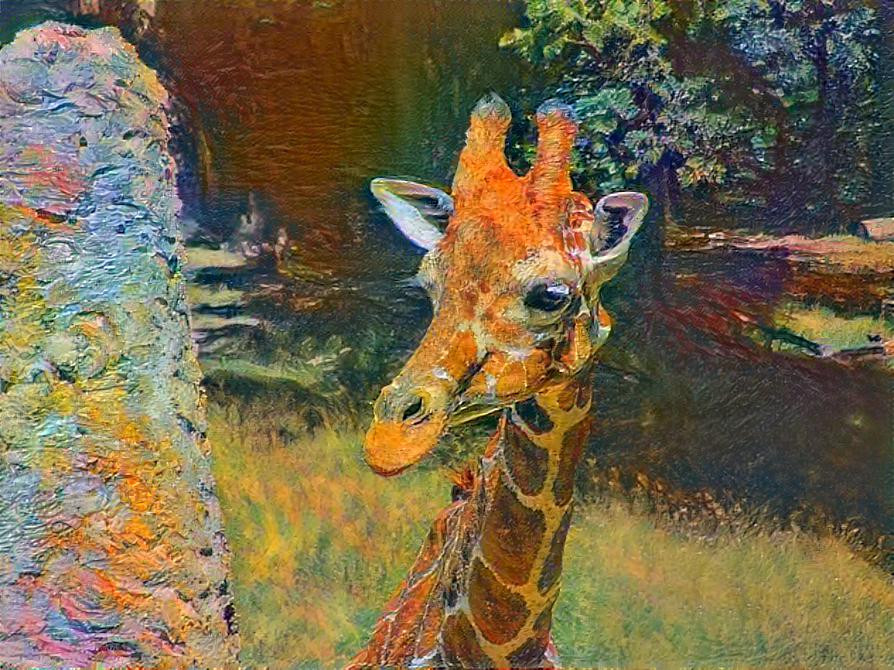 Curious Giraffe