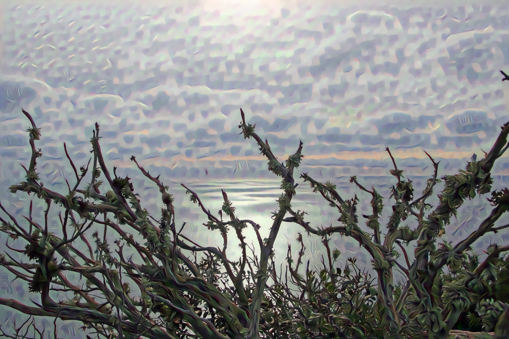 Moss Covered branches by the Sea