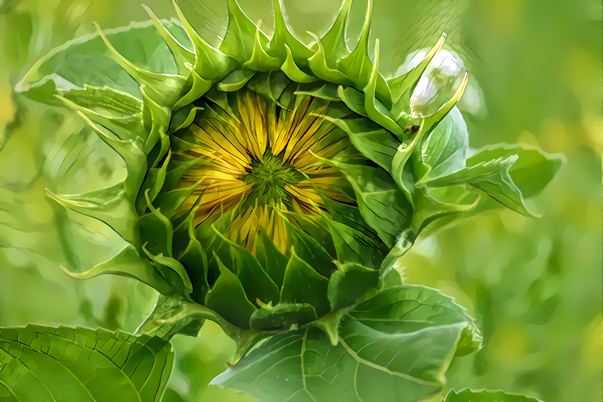 Sunflower bud