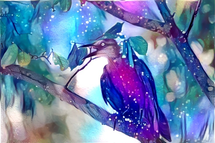 Grackle Bird