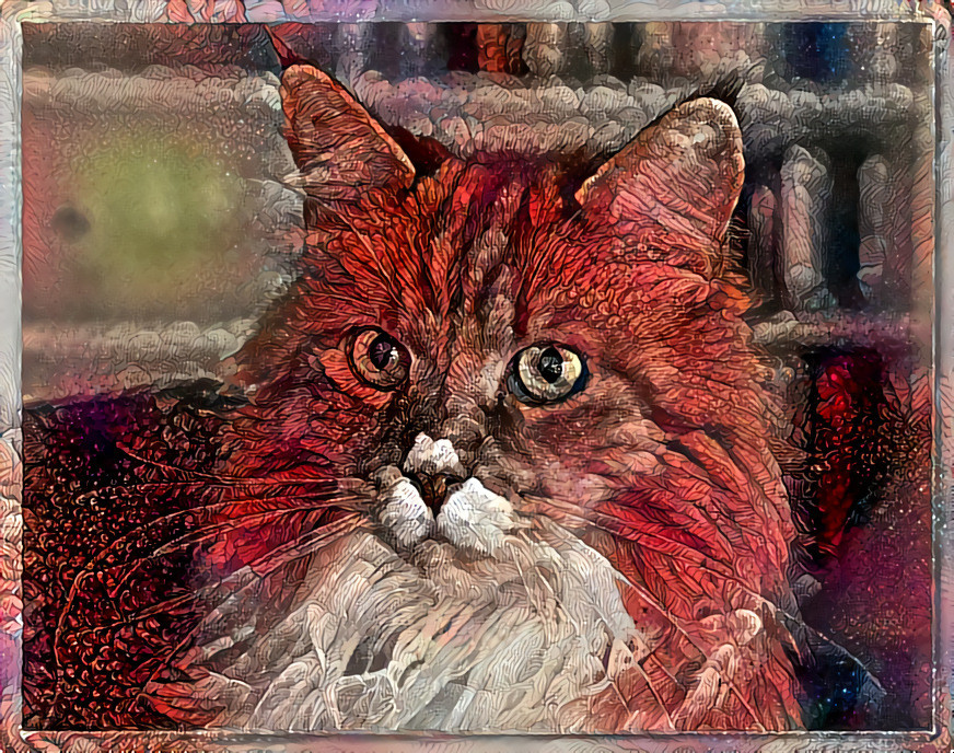 Red Cat