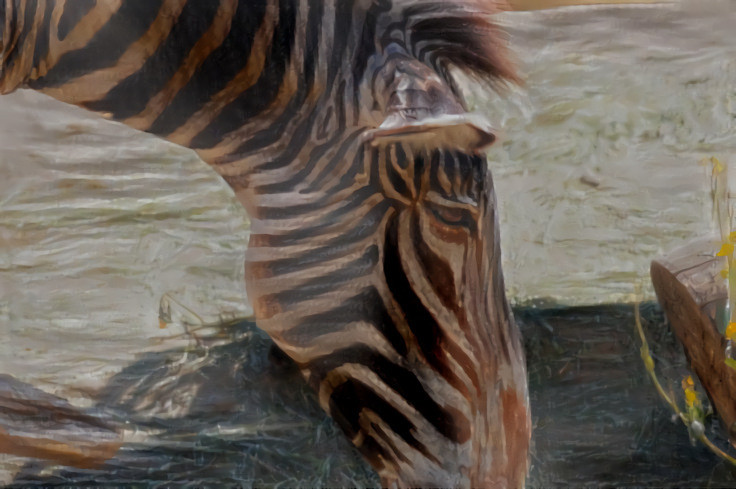 Zebra