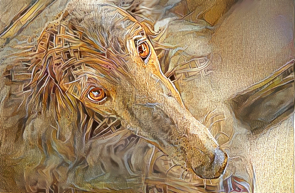 Russian Borzoi portrait