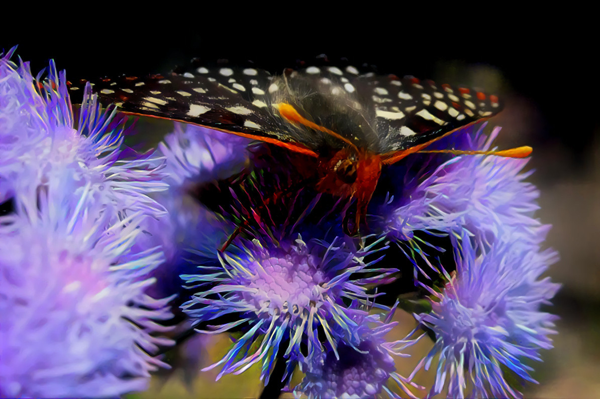 Checkerspot Butterfly