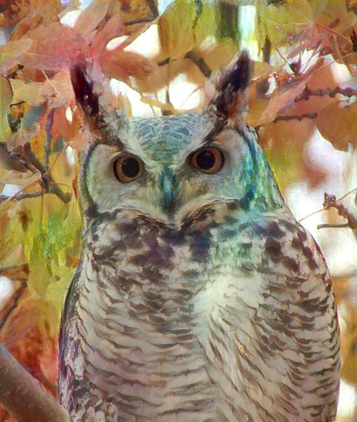 Owl