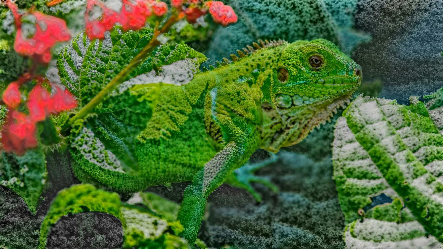 Kale Iguana