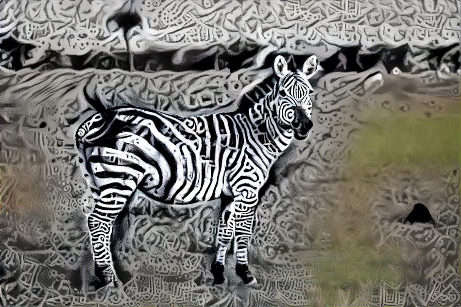 Zebra