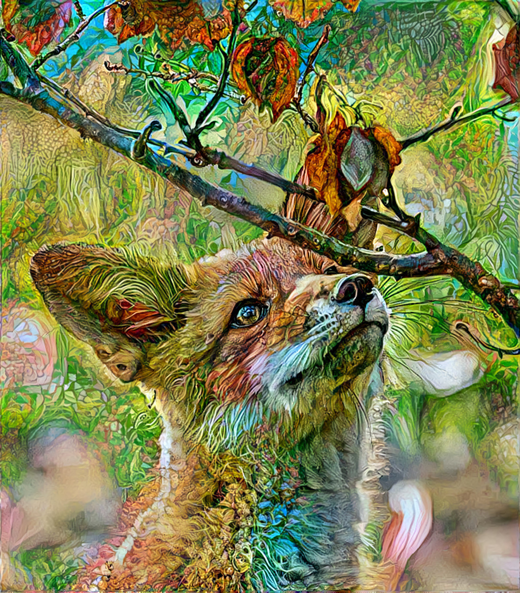 Fox 