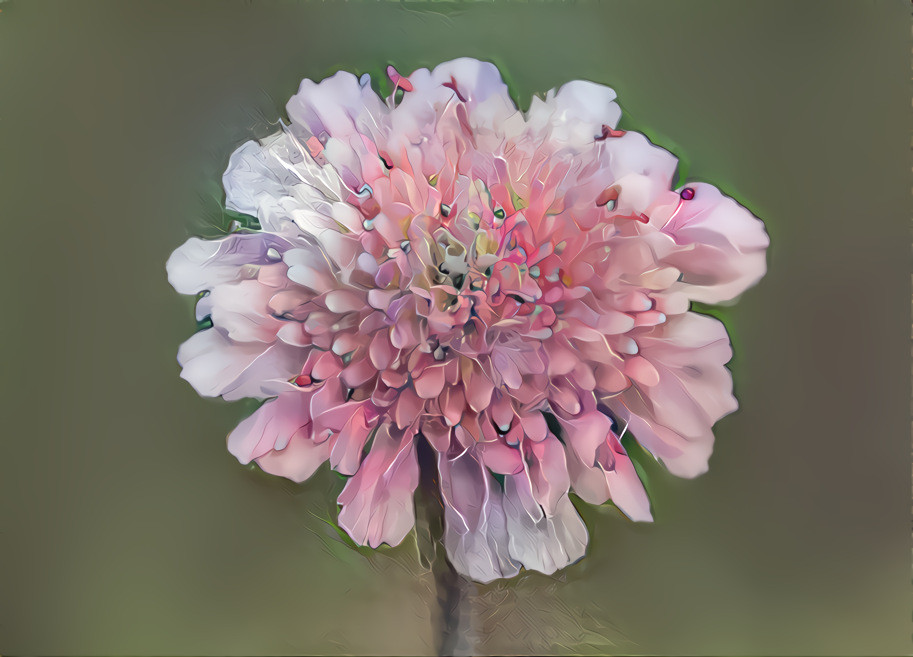 Pink Flower