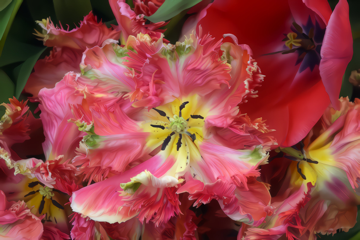 Pink Parrot Tulips