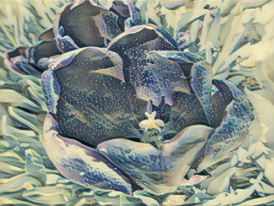 Blue  Tulip