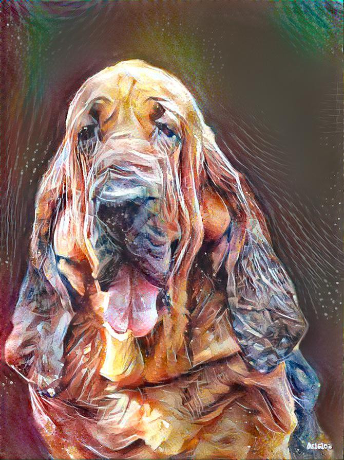 My bloodhound boy Robinson