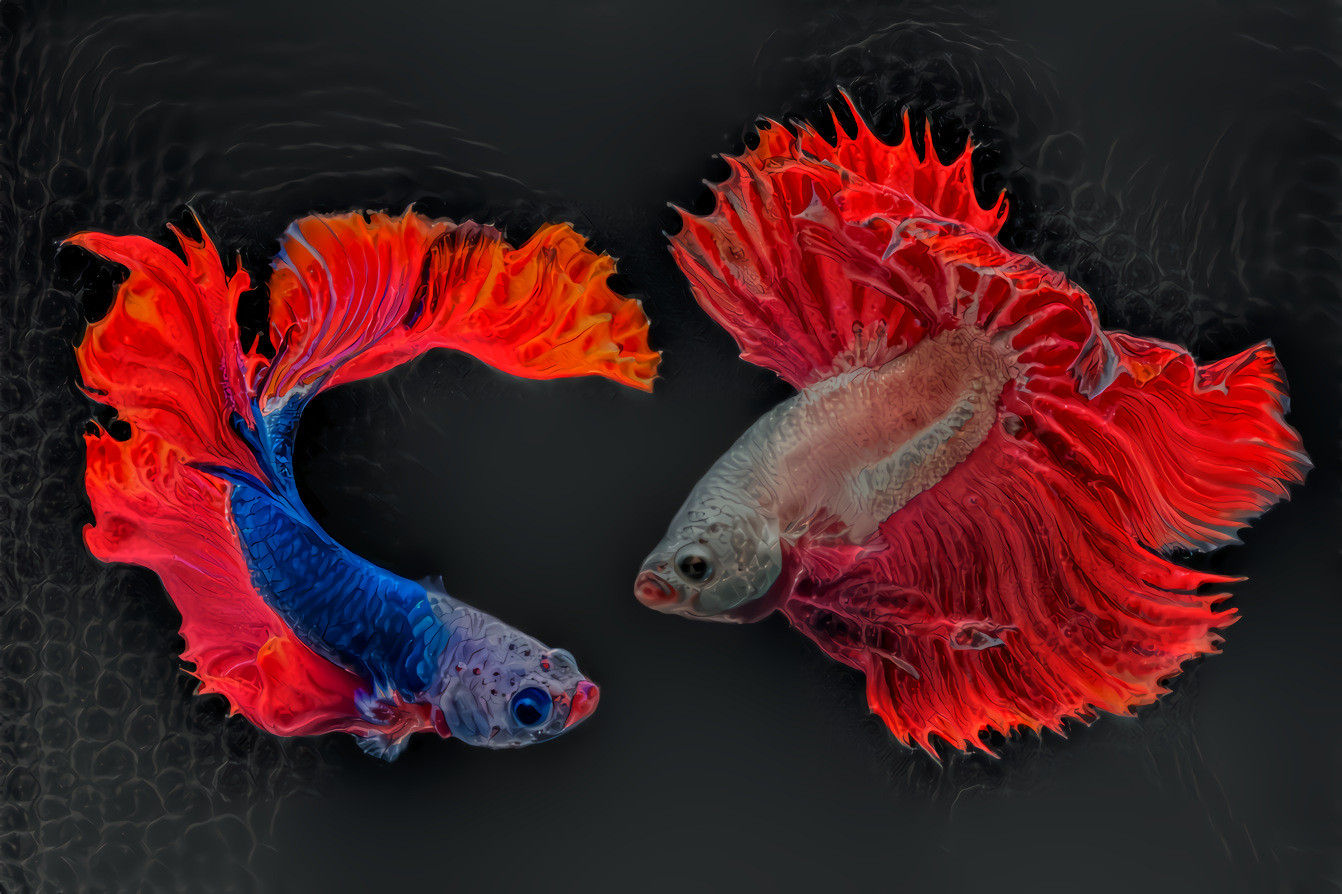 Betta Colors