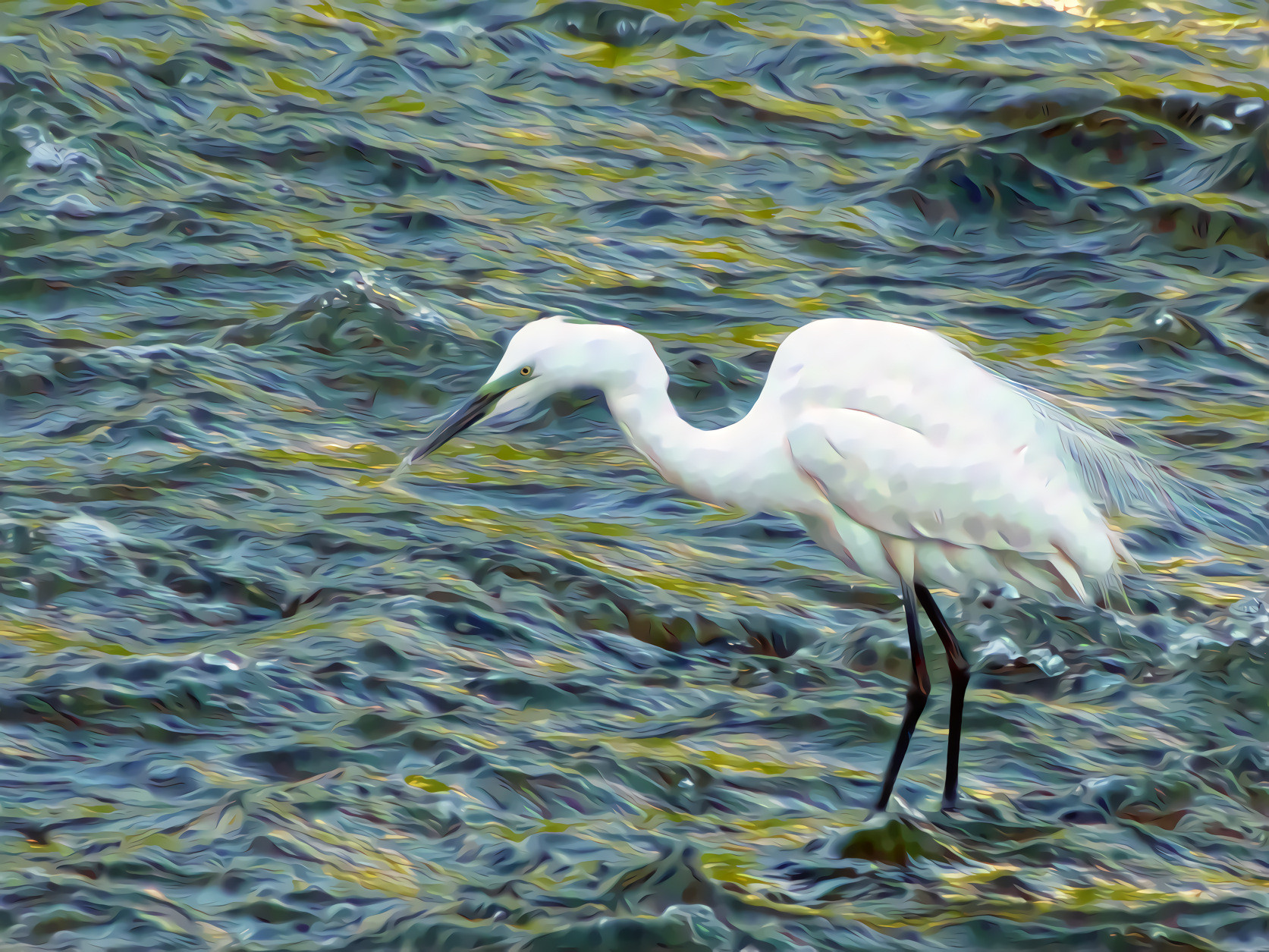 Snow Egret wading in River