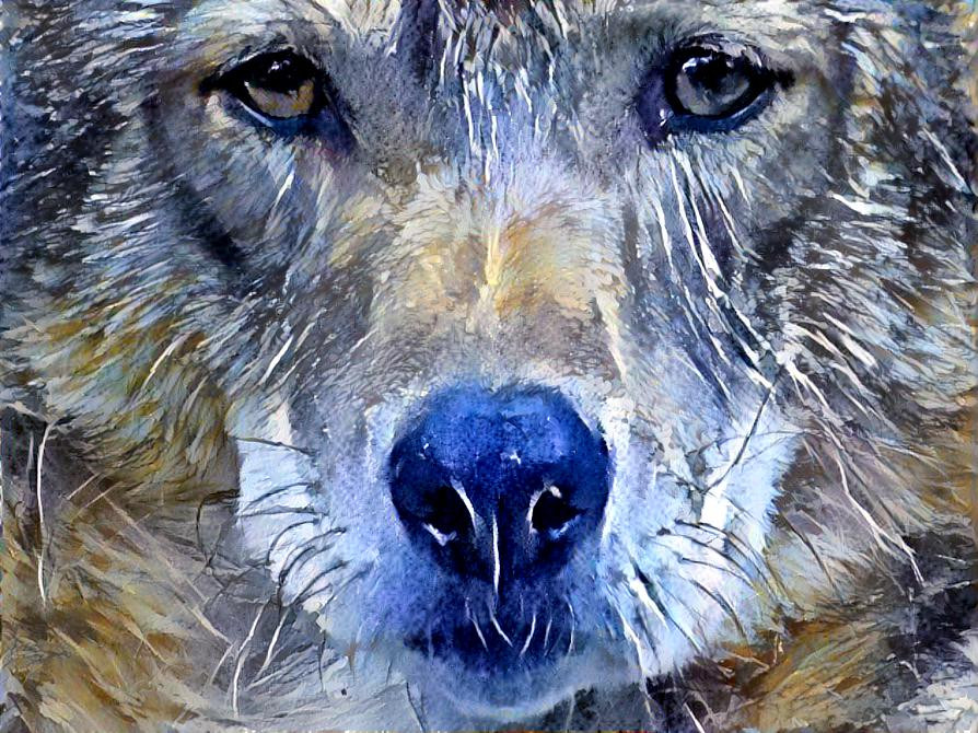 Deep Dream: Coyote (Ver.2)