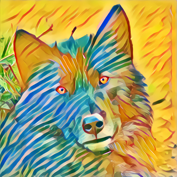 Colorful wolf