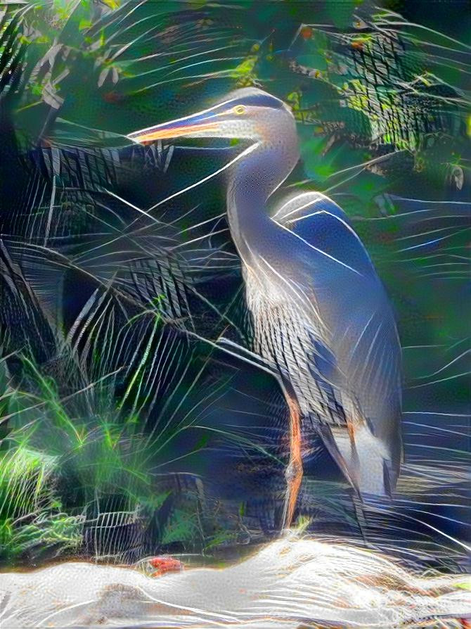 Blue Heron