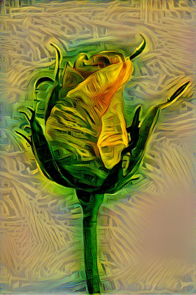 Yellow Rose