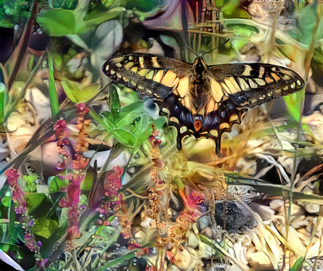 Anise Swallowtail