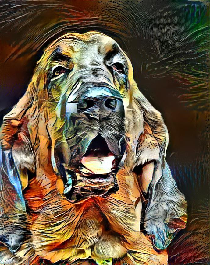 My bloodhound boy Bertie