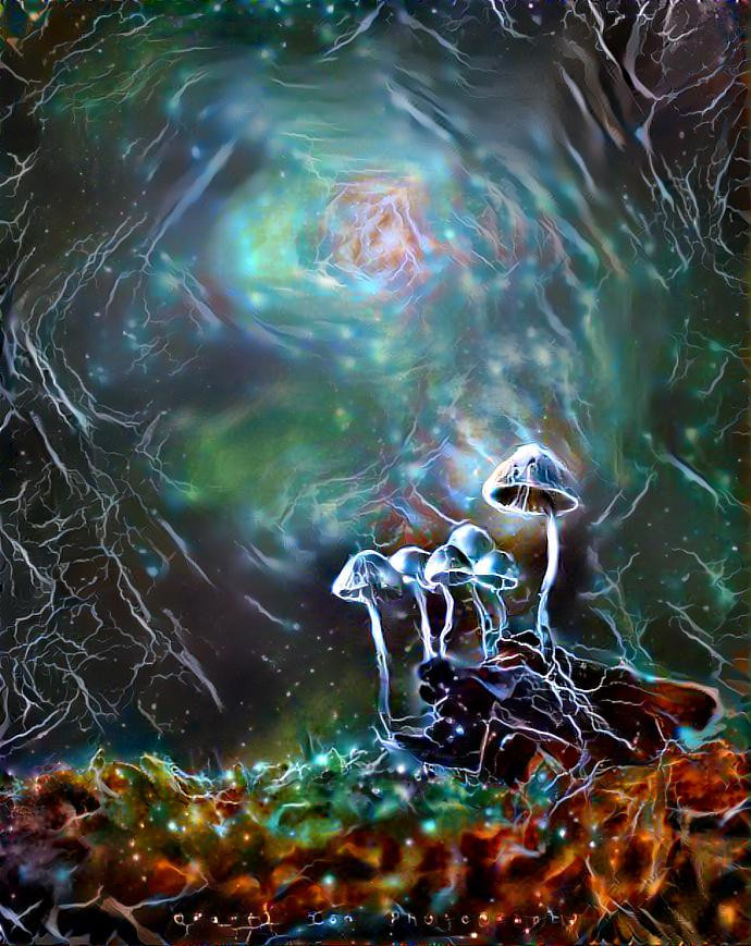 Cosmic Shrooms- photo credit ig:@kareltonphotography