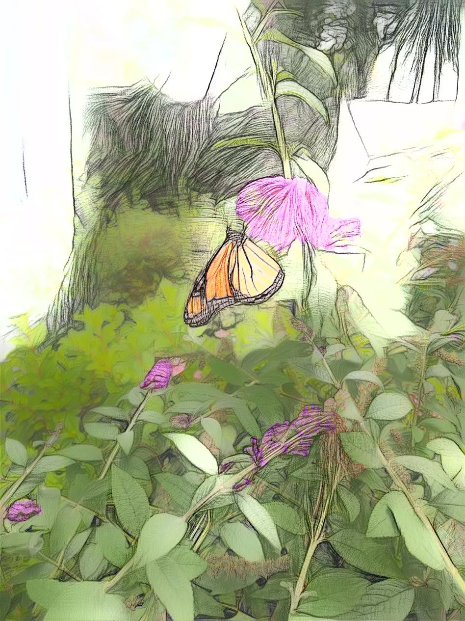 Butterfly