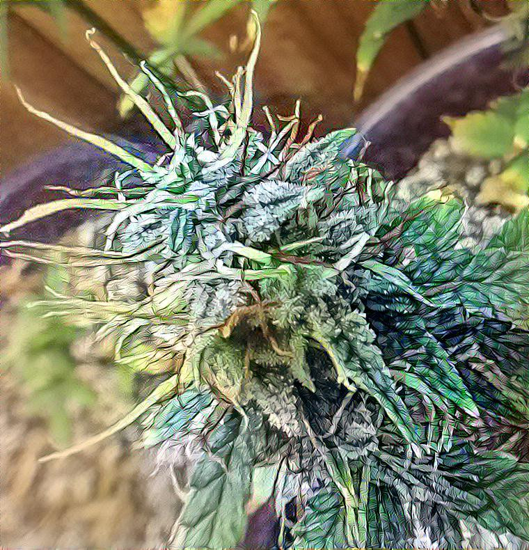 White Widow Auto Flower