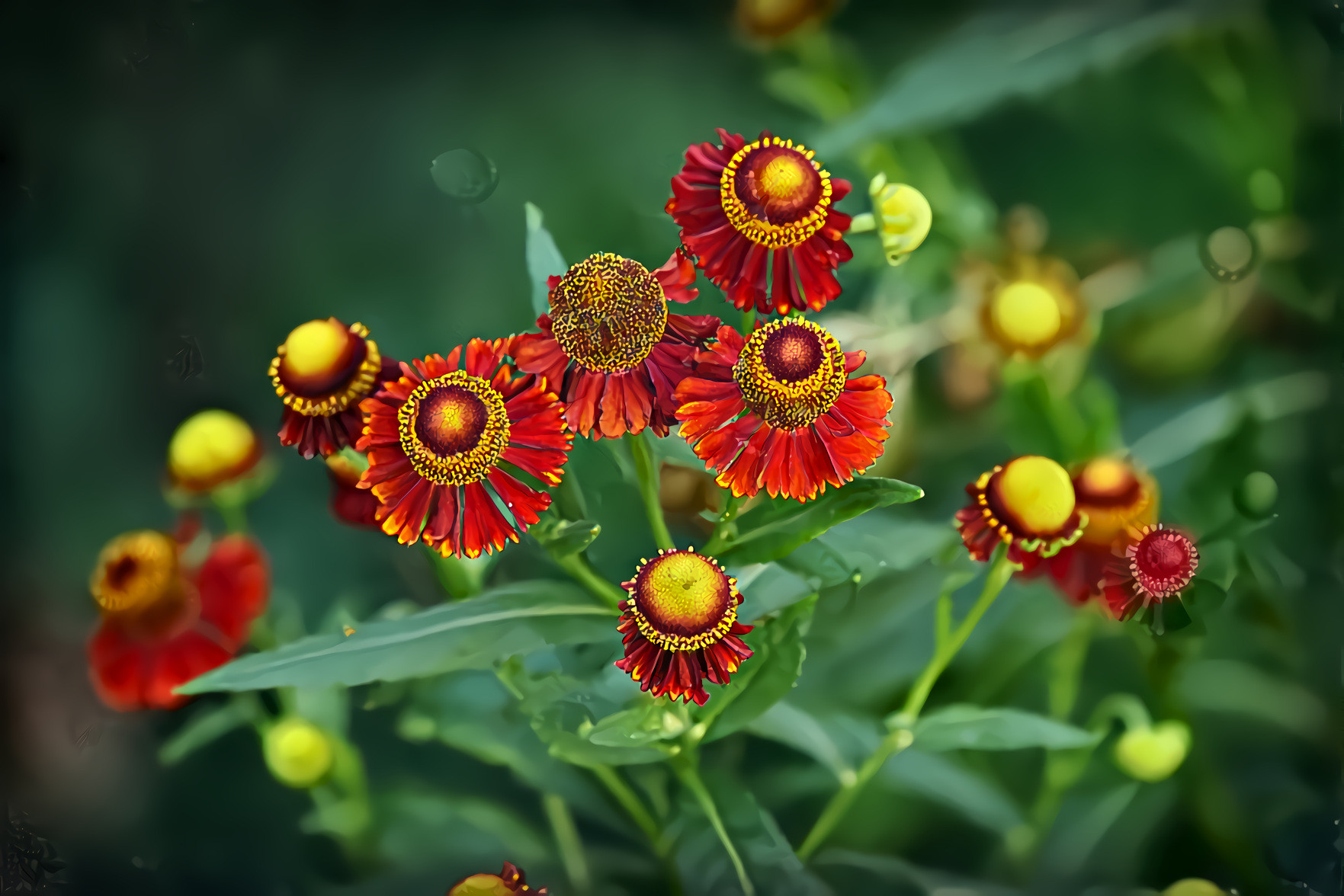 Red and Yellow Garden