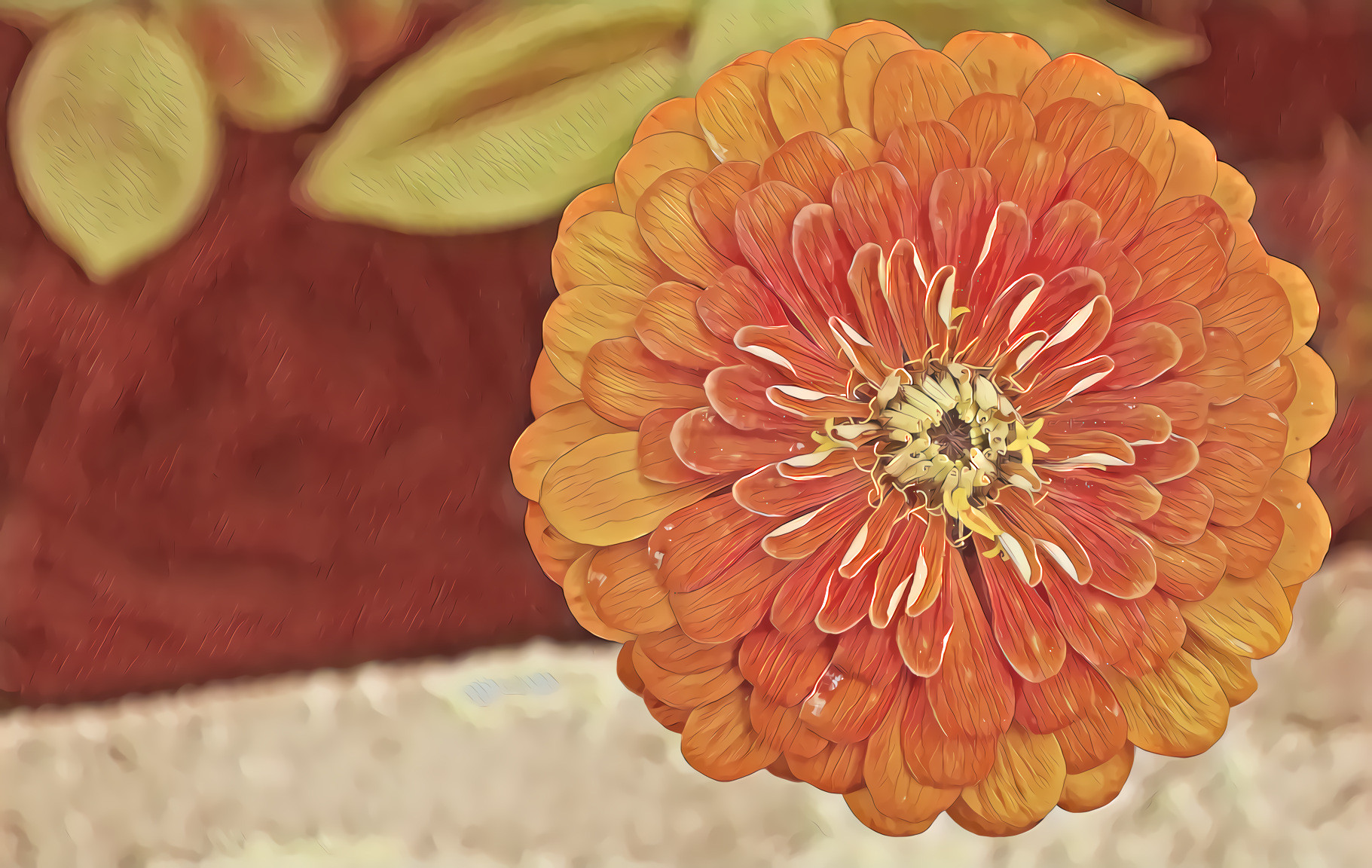 Zinnia