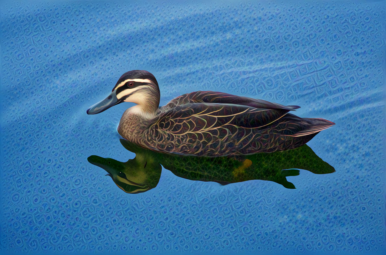 Duck on the Pond