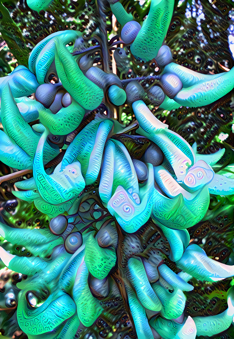 Jade Vine