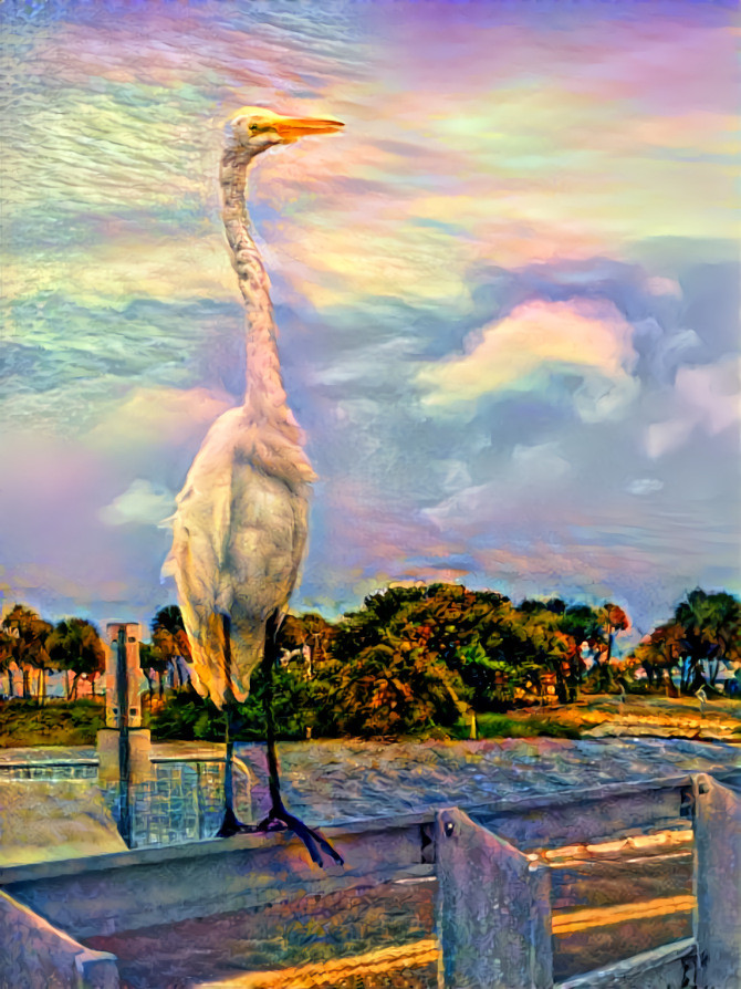 White Heron posing for photos