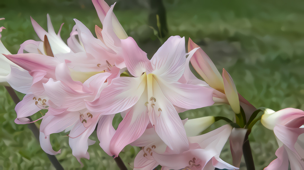 Amaryllis Belladona Lily