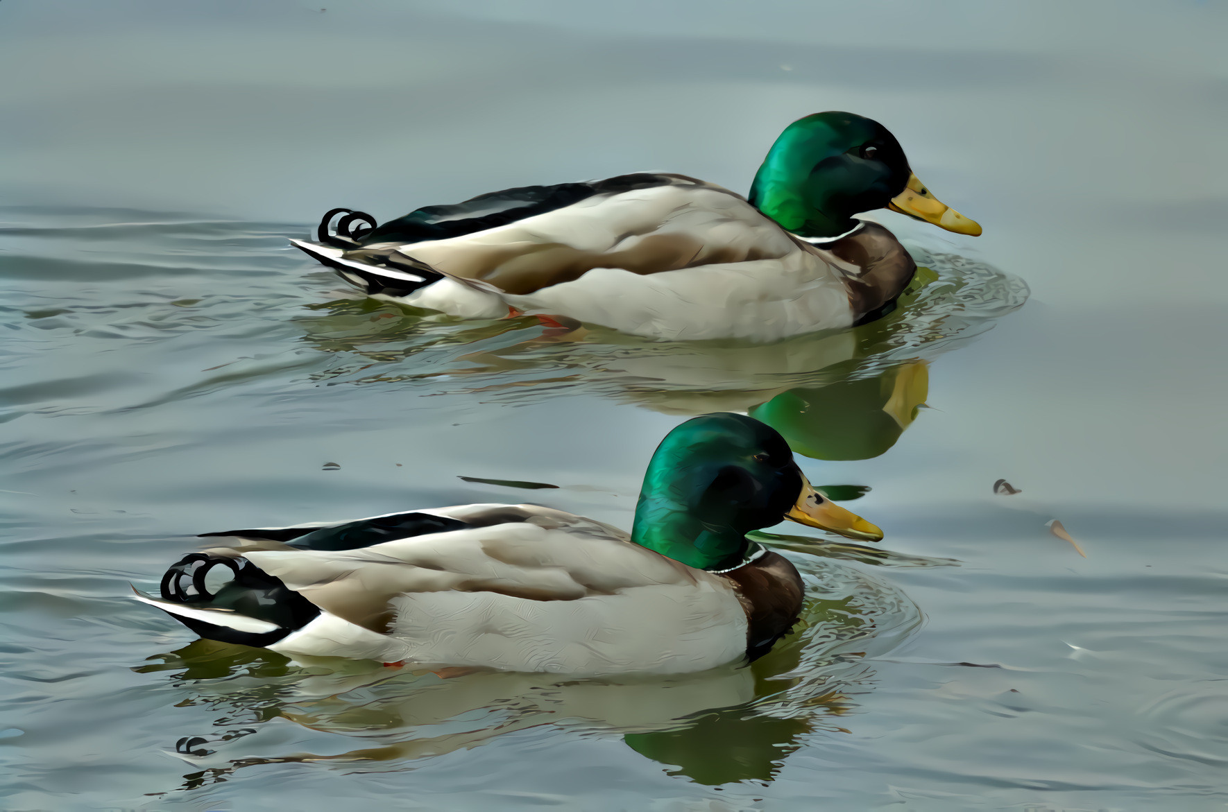 Two Ducks